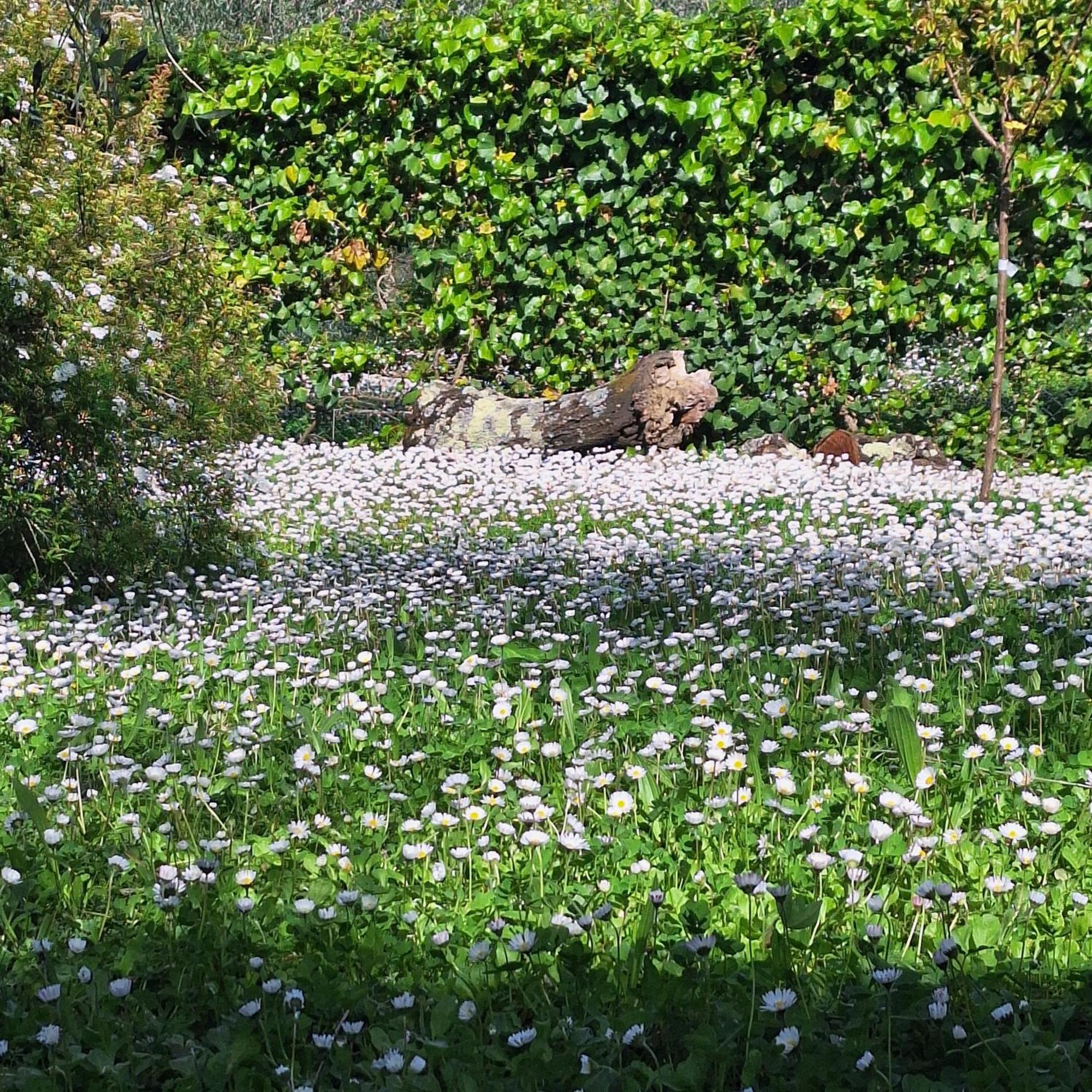Affittacamere Dimora nel Chianti San Sano Esterno foto