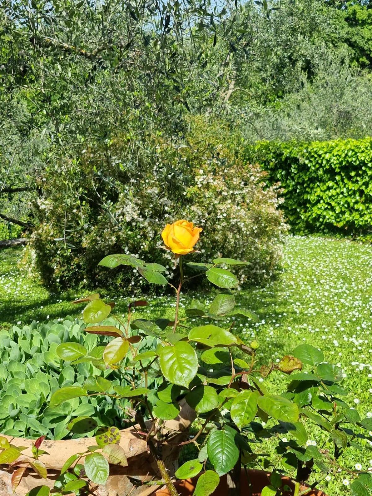 Affittacamere Dimora nel Chianti San Sano Esterno foto